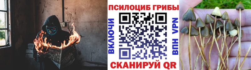 Купить где  Пустошка  Псилоцибиновые грибы ЛСД 